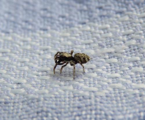 Salticus sp.